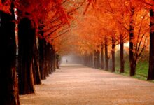 Proven Ways to Keep Your Heart Healthy After 30